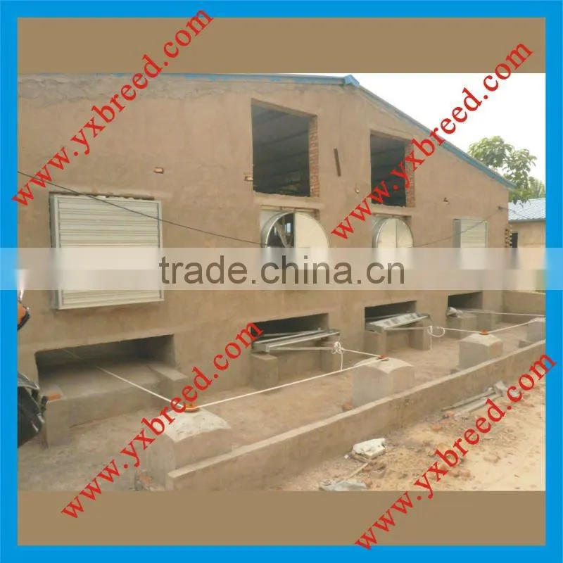 Automatic manure removal system