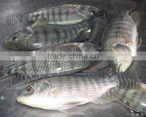 Frozen Tilapia Fillet From Zhejiang of China