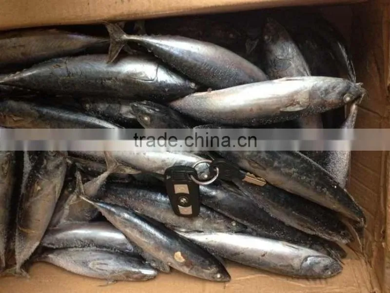 Sea Frozen Bonito Tuna