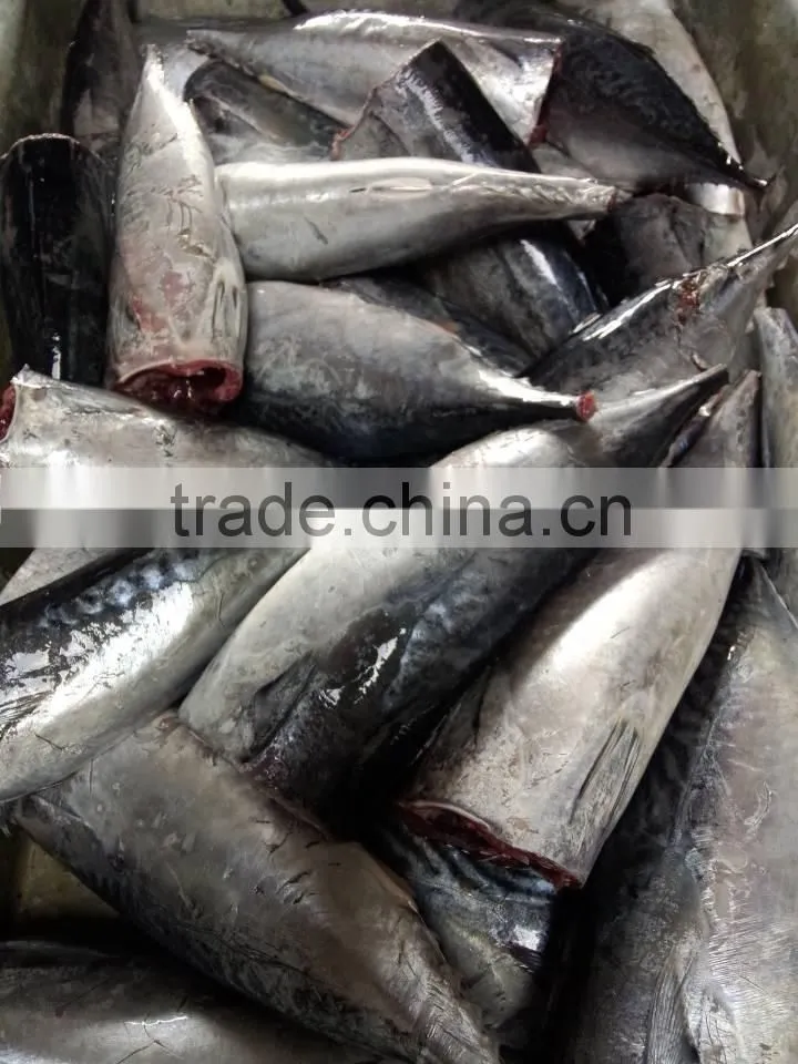 2015 frozen bonito HGT 300g+/pc for canned