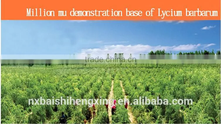 Barbary Wolfberry Fruit Fructus Lycii Ningxia superior fruit Goji berries,Lycium barbarum,Boxthorn, Red Goji berry nutrition