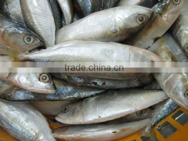 indian mackerel seafood