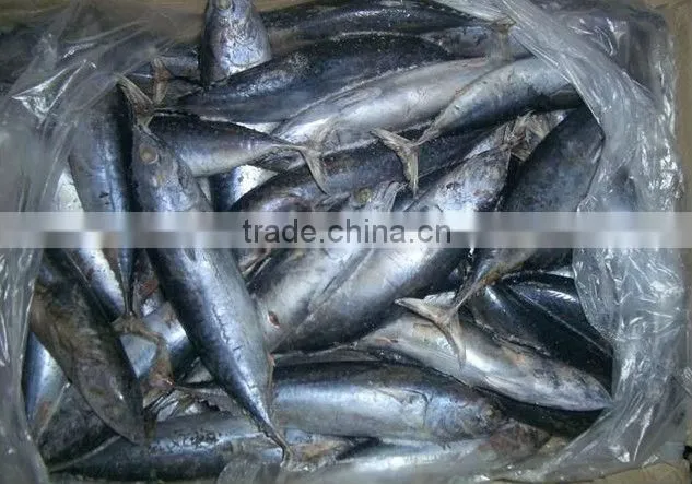Food Live Fish Tuna Bonito In New