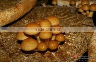 I.Q.F nameko mushroom