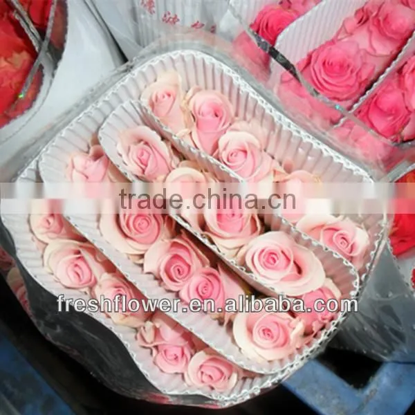Fresh flower of pink rose flower named pink lady