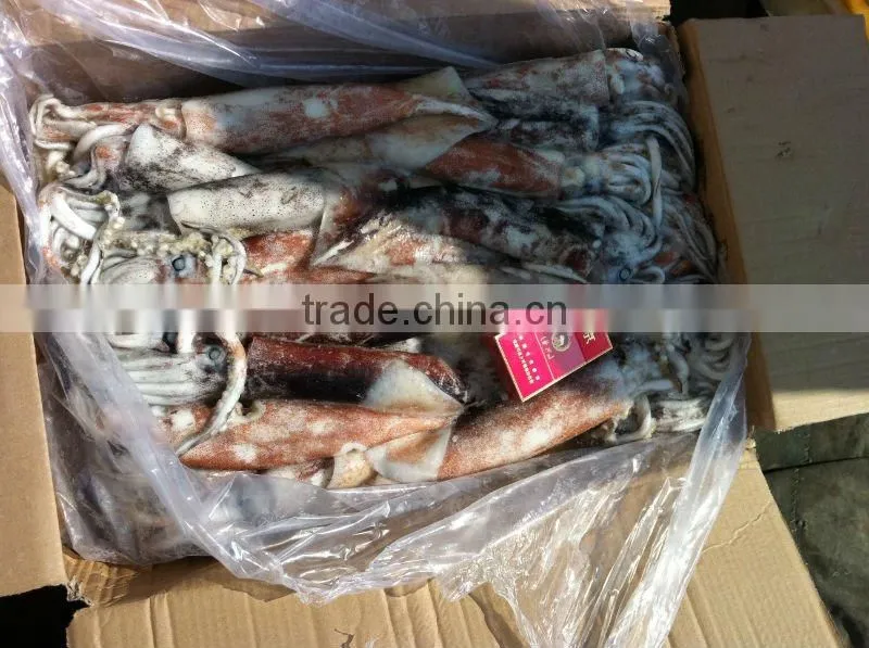 Frozen whole round Squid