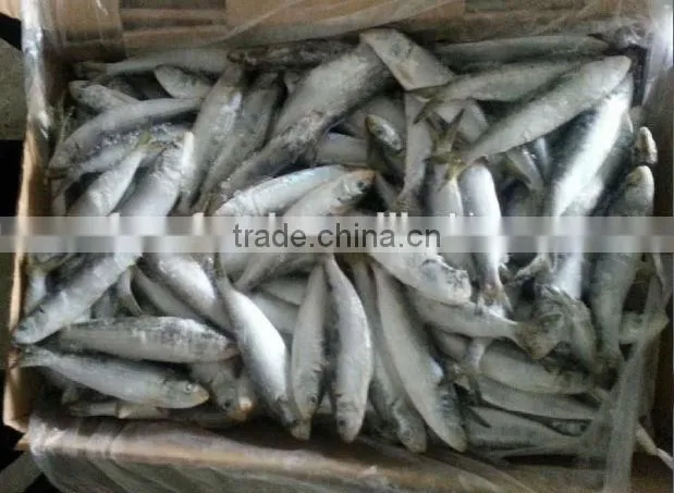 Frozen sardine for bait or for canning factory