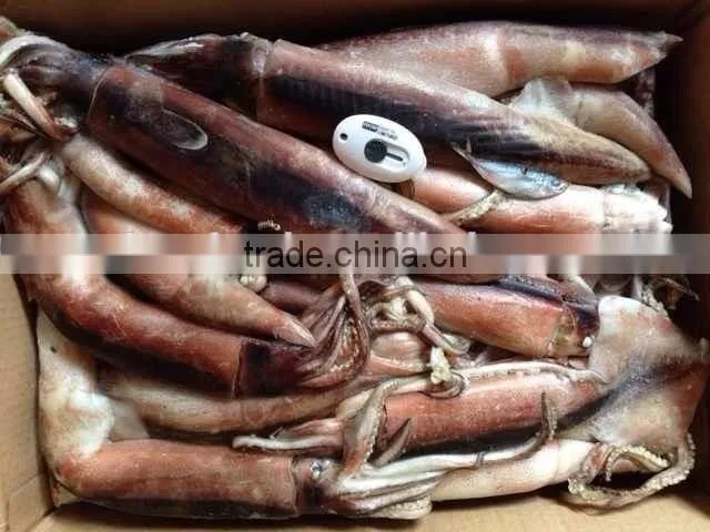 rohu fish of japanese squid