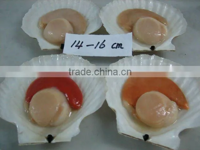 wild caught scallops adductor