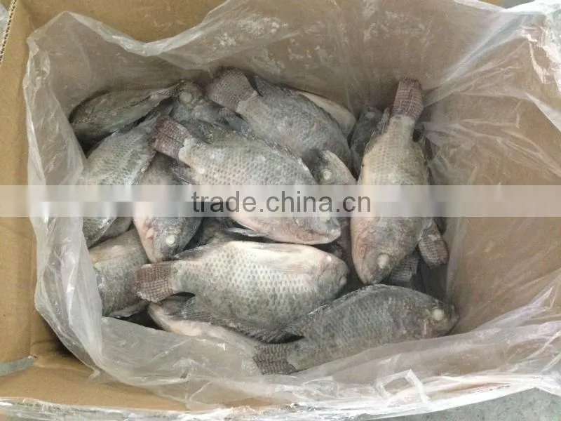 frozen black tilapia wholesale price