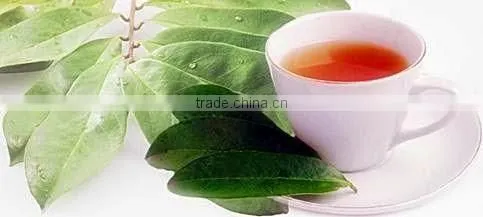 Best Quality Soursop Tea Bulk Supplier