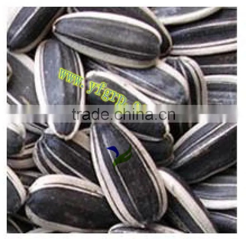 raw sunflower seeds in shell