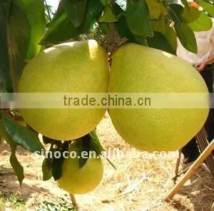 Shaddock Pomelo in China