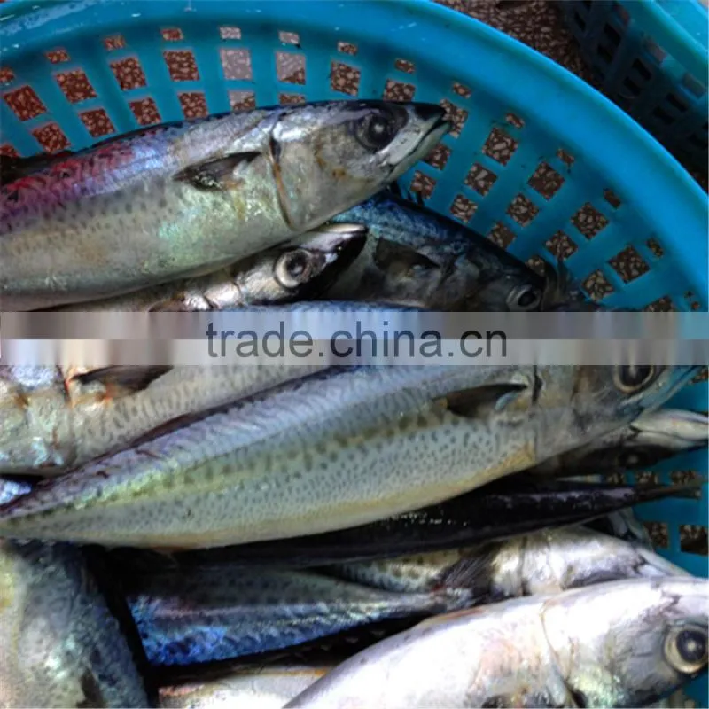 Fresh Frozen Seafood Mackerel