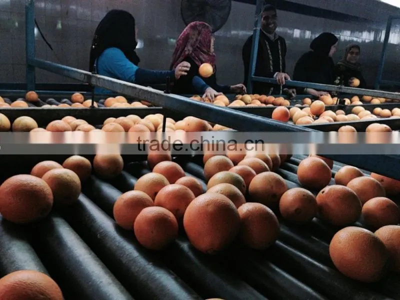 L'orange from Egypt