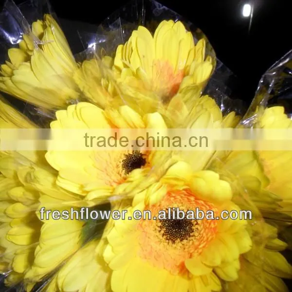 yellow gerbera