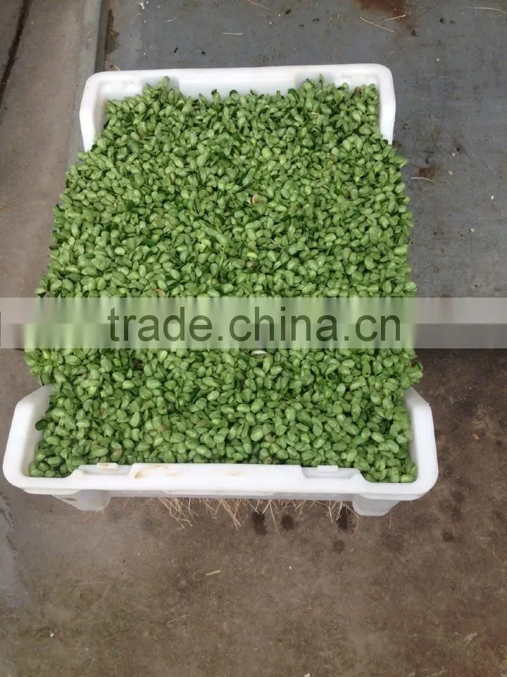 Best selling Factory Directly Bud Seeding Wheat Growing Machine For Wheat Bud Growing