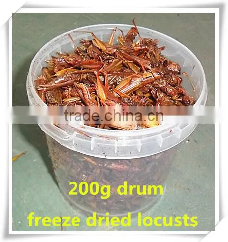 Drum(400g) Packed Freeze Dried Crickets For Wild Bird ;Dried Cricket For Bird