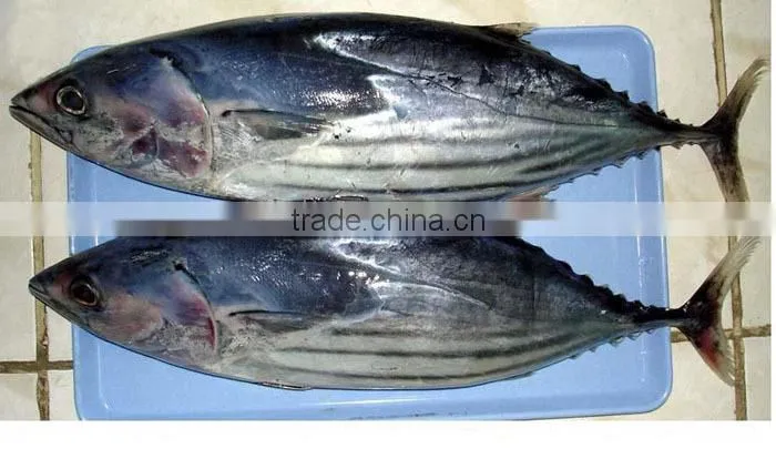 new aready Frozen Pacific bonito whole round- Auxis Tapeionsoma 500up