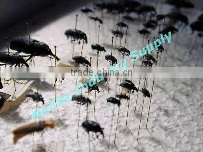 Nylon Stainless Steel Insect Mounting Pins