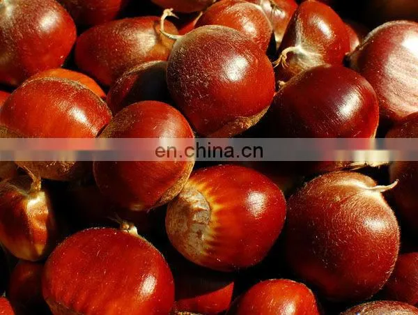 SHIPULE Easy Use And Reliable Performance Olive Picker fruit Picking Machine olive harvest machine
