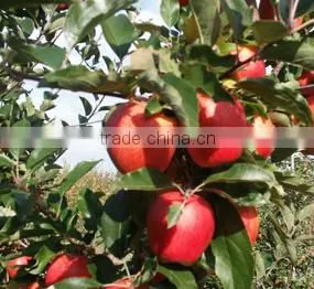Fuji Apple(New Crop)