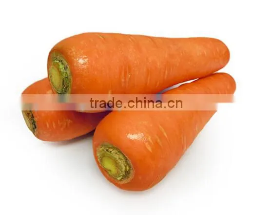 Chinese new crop high quality 80-150g fresh carrot