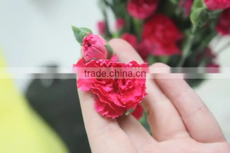 Reasonable price top sell factory flower carnation