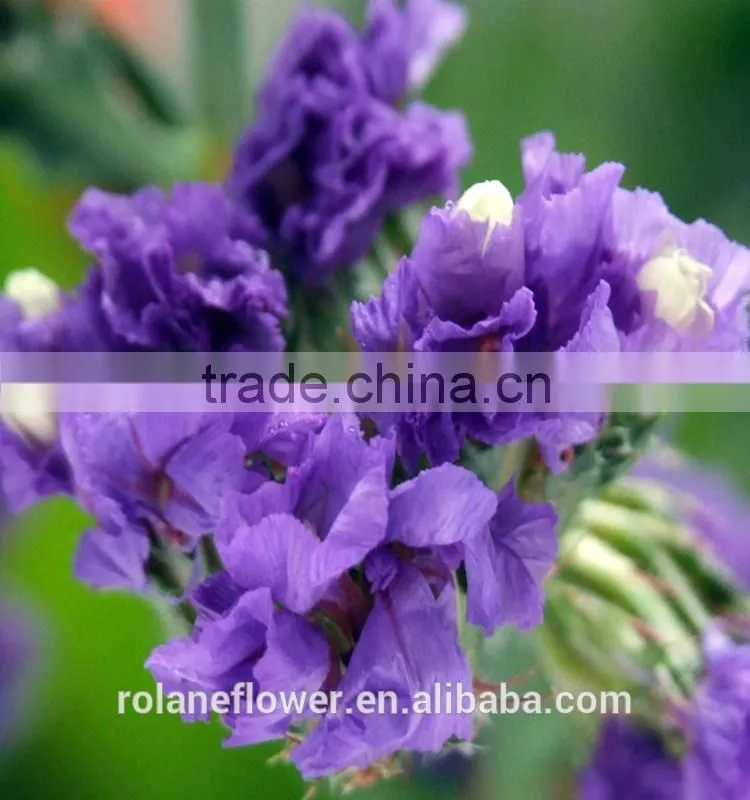 fresh cut Myosotis sylvatica flower to delivery everywhere
