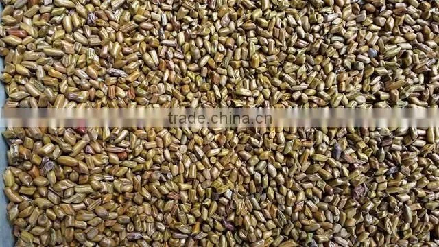 CASSIA TORA SEED BOLD QUALITY FROM INDIA