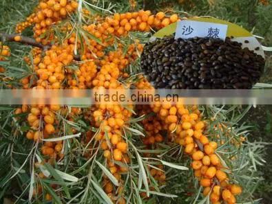 Hippophae Rhamnoides Seeds/Sea-buckthorn Seeds For Growing