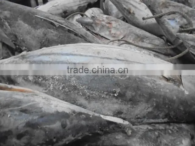 2016 Super Frozen Fish Skipjack Tuna 1.8kg up