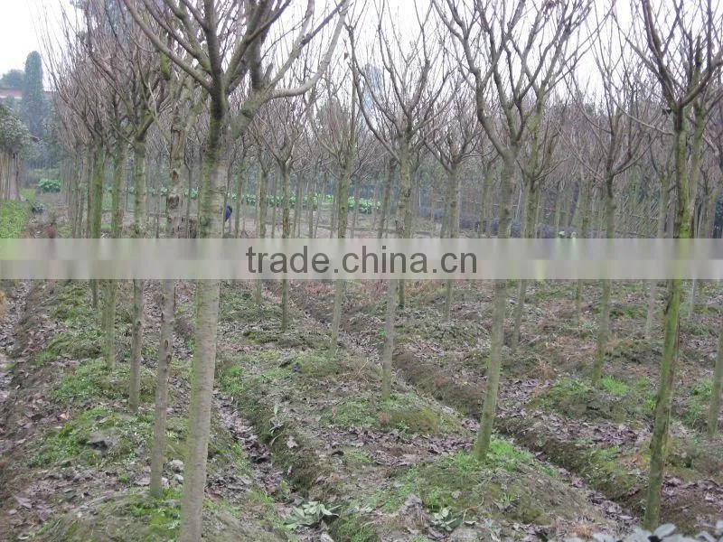 Prunus serrulata nursery