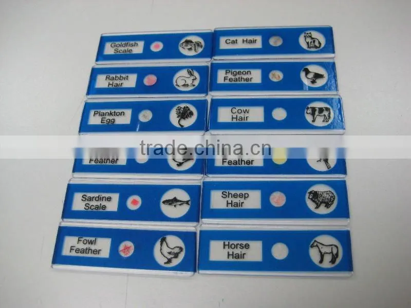 Sample Tulip pollen children miscroscopic slides