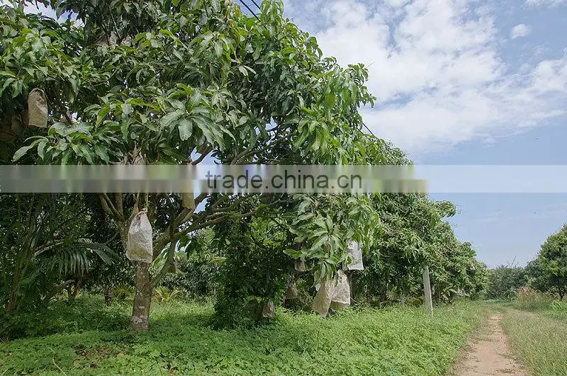 Fresh Fruits Corporation Frozen Mango Export From Viet Nam With Competitive Price Individual Quick Frozen