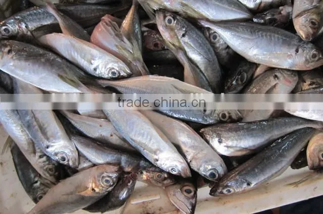 14-16cm Zhejiang original frozen horse mackerel