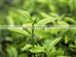 Tea Tree Oil ( Complying to BP )