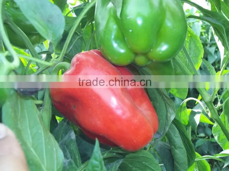 Capsicum
