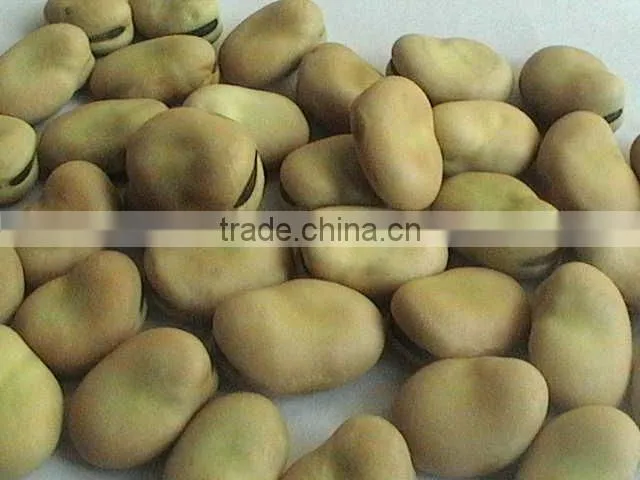 broad bean--reasonable price