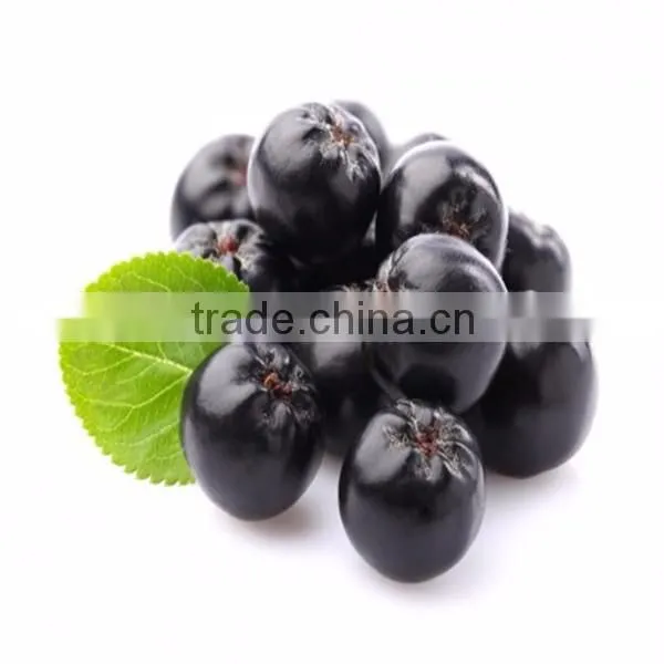 Aronia melanocarpa Extract 10:1