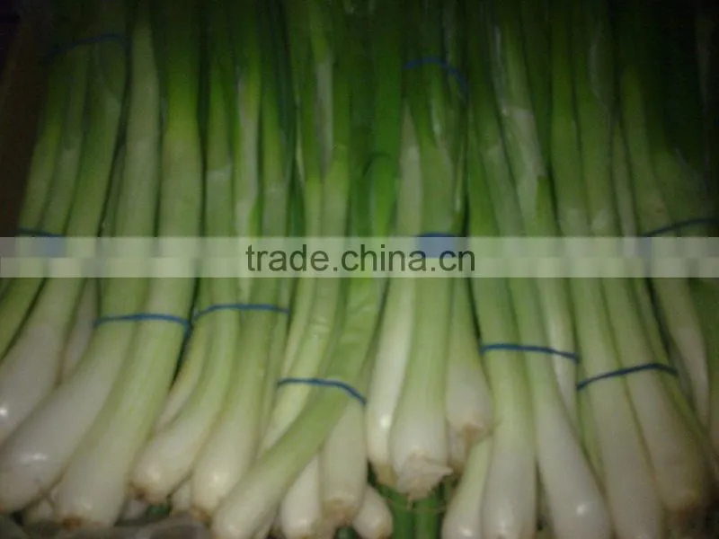 SPRING ONION