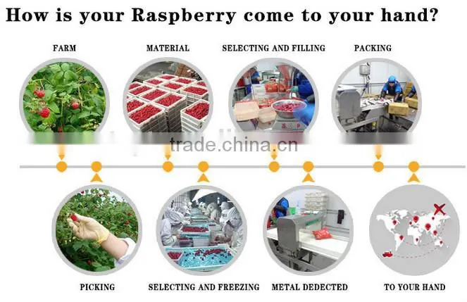 Frozen Raspberry best selling frozen fruits