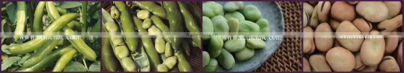 hot sales delicious Dry Broad Beans/fava Beans