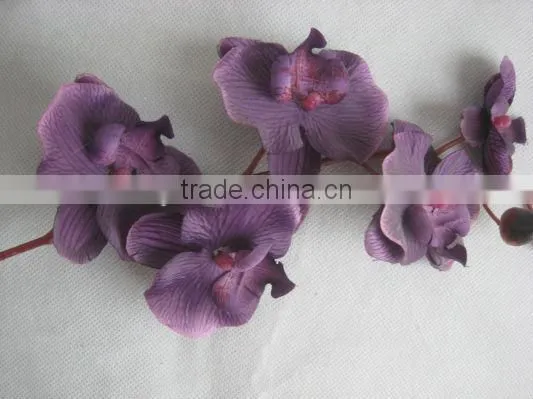 Orchid Flower