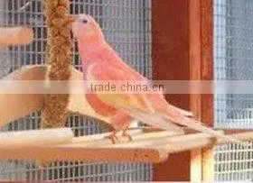 organic millet sprays for birds