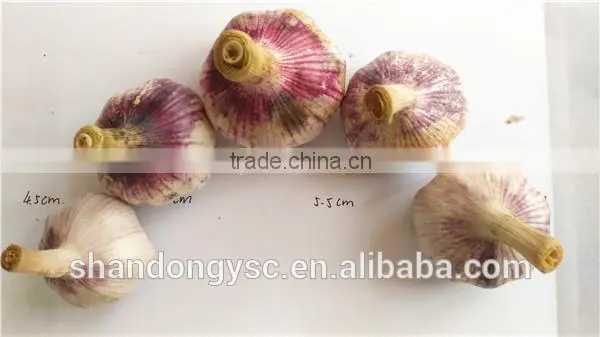 Export fresh garlic from Jinxiang, best quality Chinese garlic