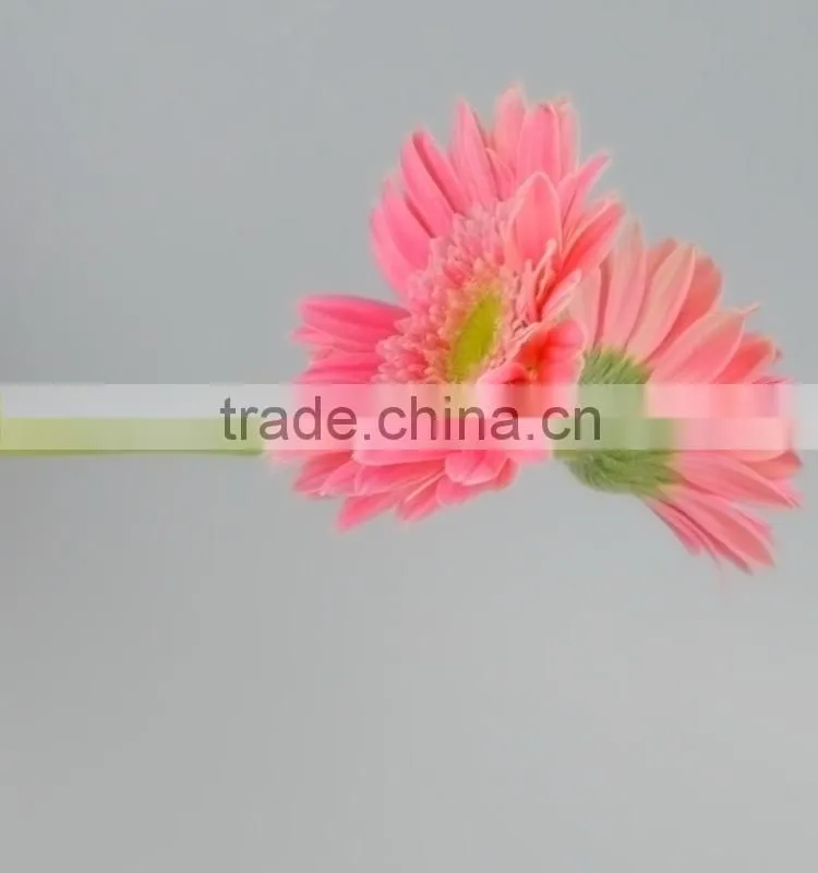 Fashionable Honey fresh cut gerbera flower
