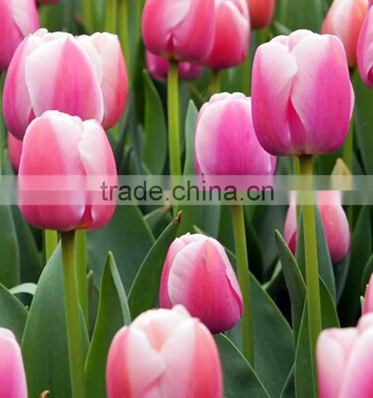 Super quality antique tulip for sale