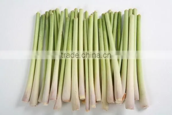 Viet Nam Fresh Lemongrass/ Cutting/ MINCED/ POWDER