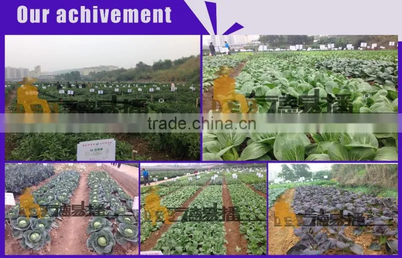 hot sale manual vegetable sowing machine
